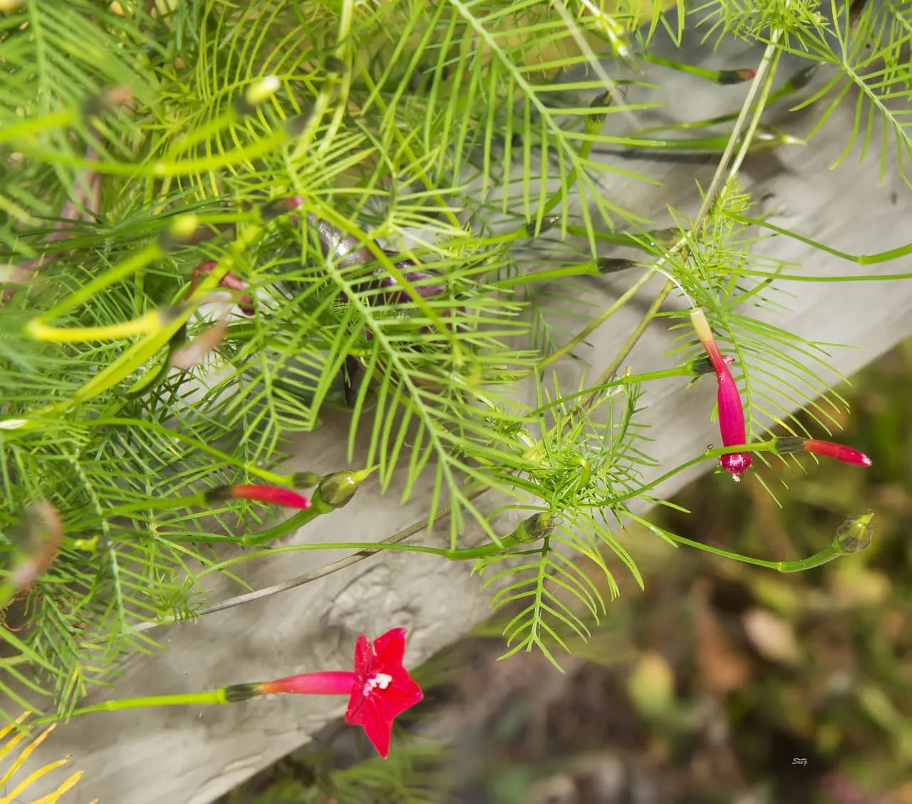 Cắt tỉa lá già và ngắt chồi ngọn giúp hoa tóc tiên leo phân nhánh, ra hoa nhiều hơn và tạo tán rộng