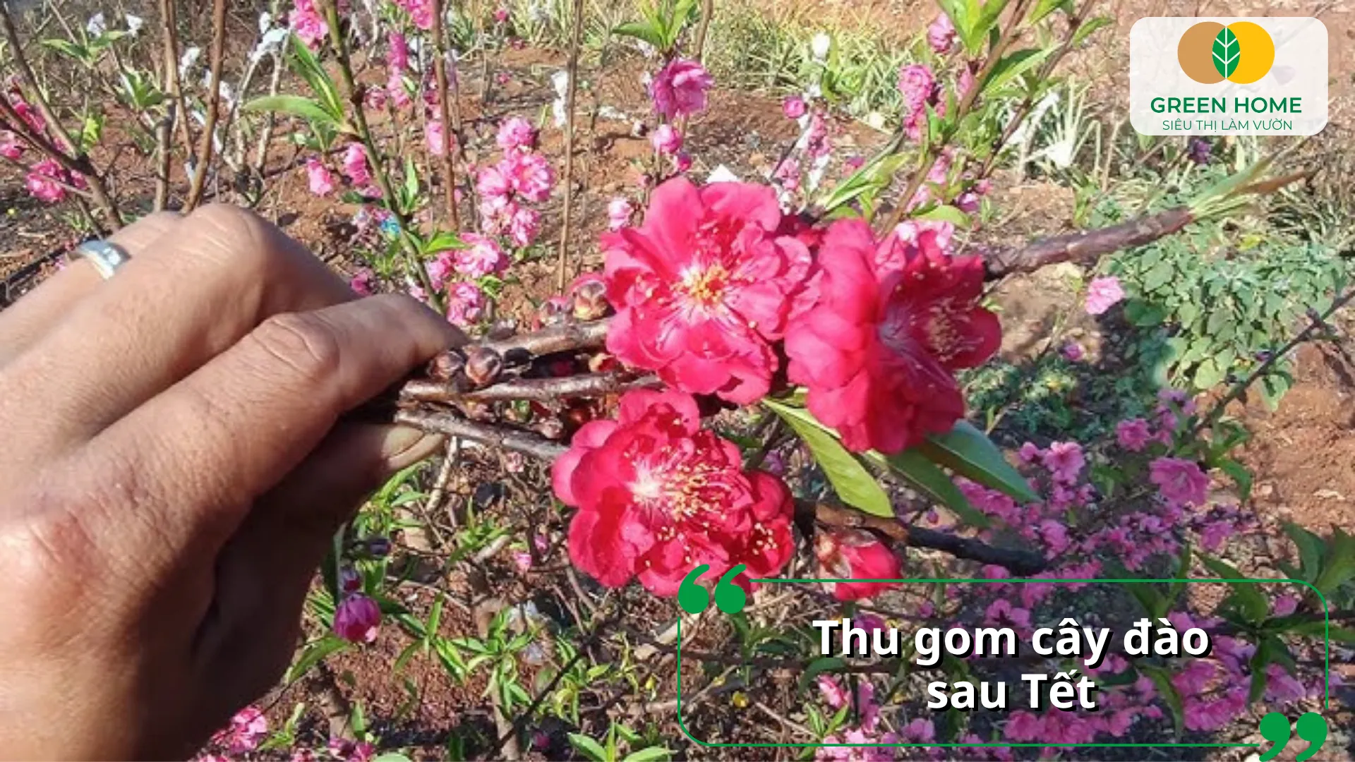 Cắt tỉa nhẹ nhàng và thu gom cành đào sau Tết để cây nhanh hồi sức