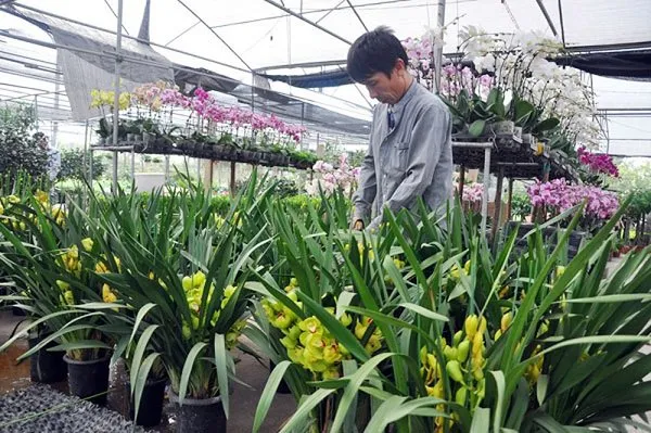 Cắt tỉa những phần cành và lá bị heo úa, hư hỏng để phòng tránh sâu bệnh hại cây địa lan