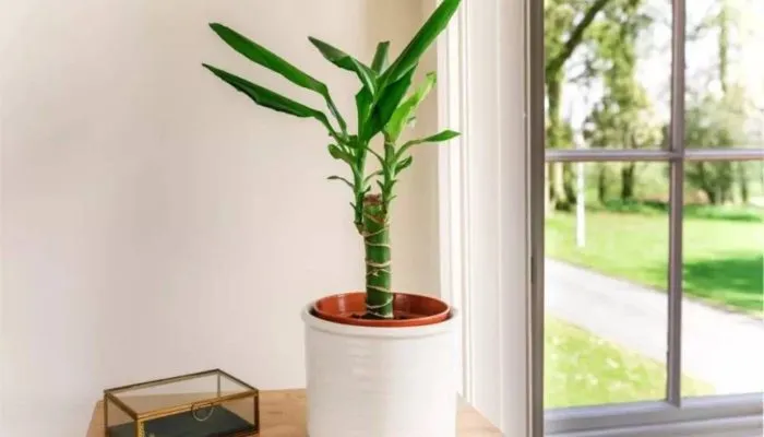 Cắt tỉa và tạo hình phù hợp cho Thiết Mộc Lan