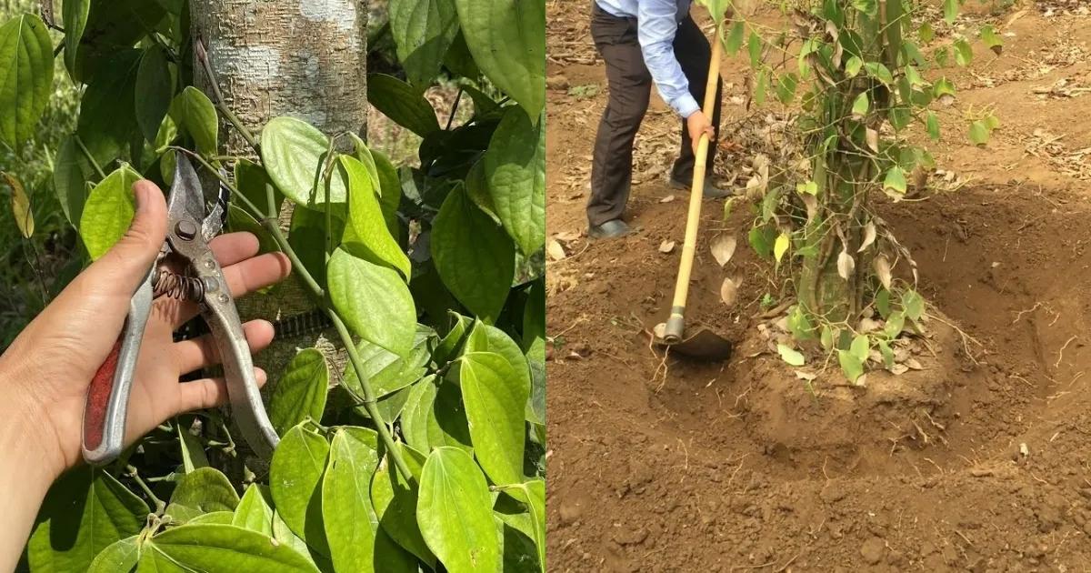 Cắt tỉa và vệ sinh gốc cây tiêu