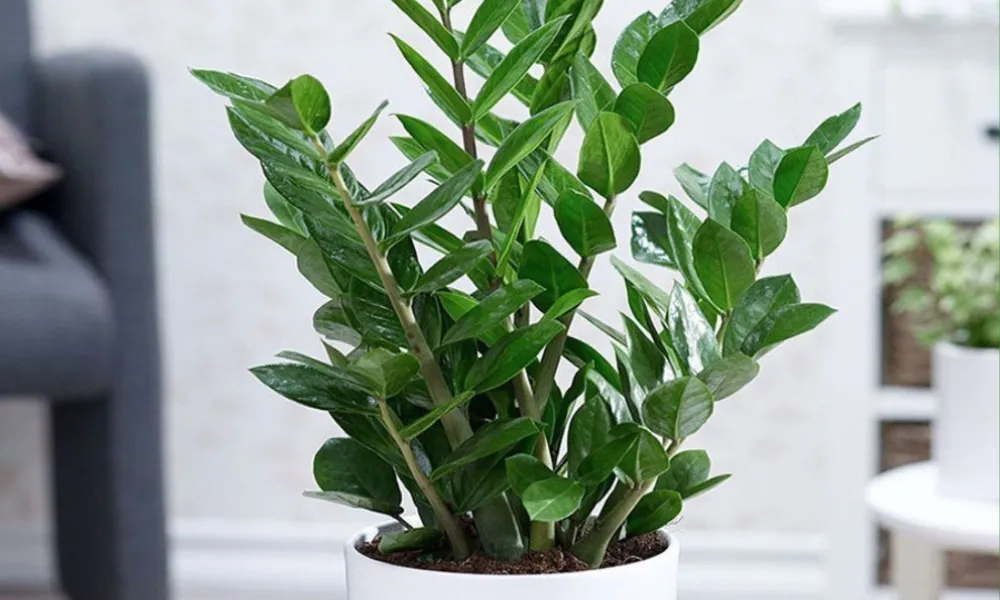 Cắt tỉa và vệ sinh lá đúng cách giúp cây kim tiền ra nhiều nhánh mới đẹp