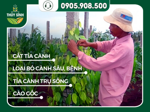 CÁCH CHĂM SÓC CÂY HỒ TIÊU SAU THU HOẠCH HIỆU QUẢ: QUY TRÌNH PHỤC HỒI CHUYÊN SÂU