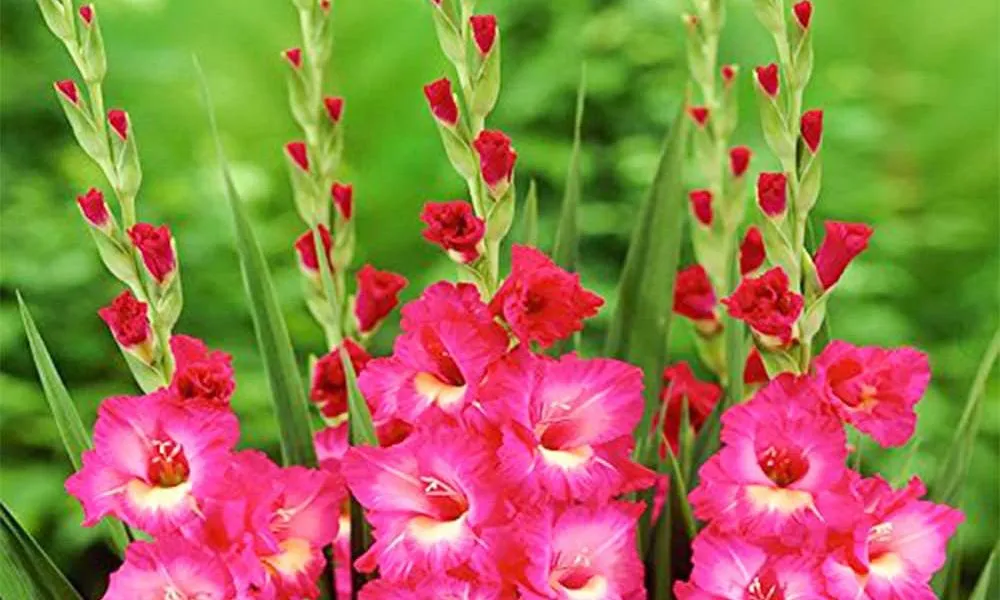 Câu hỏi thường gặp về hoa lay ơn