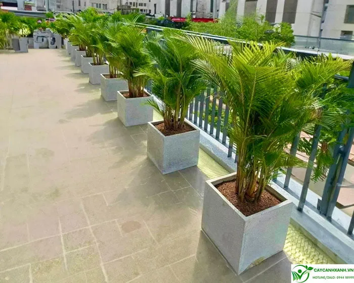 Cau lụa trang trí ban công trong chậu đá mài hiện đại