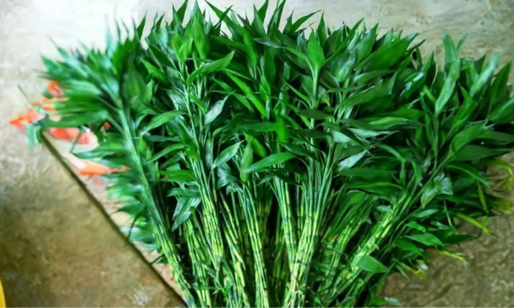 Cấu tạo thân đốt và lá xanh tươi của cây phát lộc, hình ảnh minh họa cách chăm sóc cây phát lộc