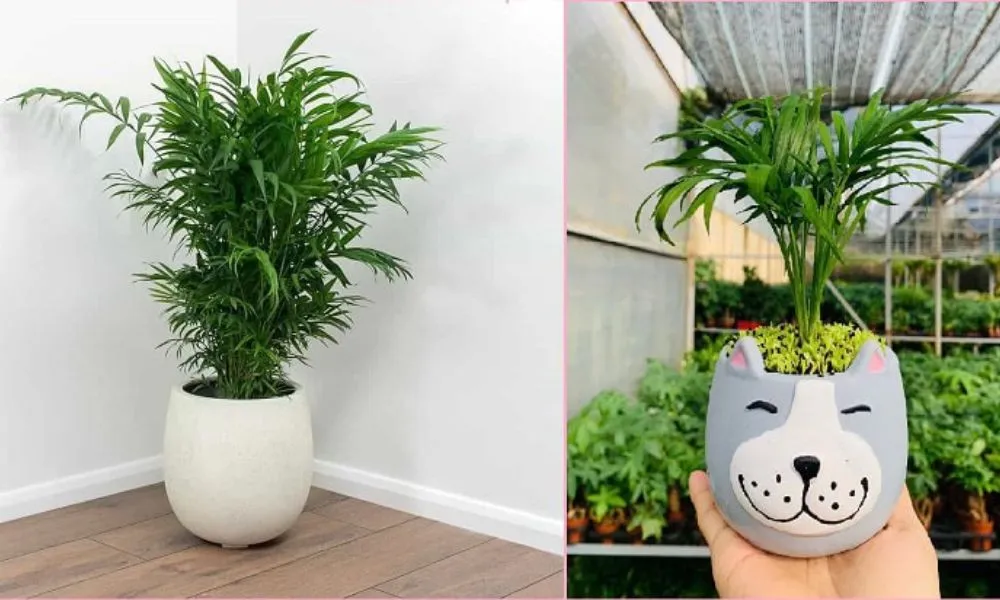 Cau Tiểu Trâm giúp thu hút may mắn cho gia chủ