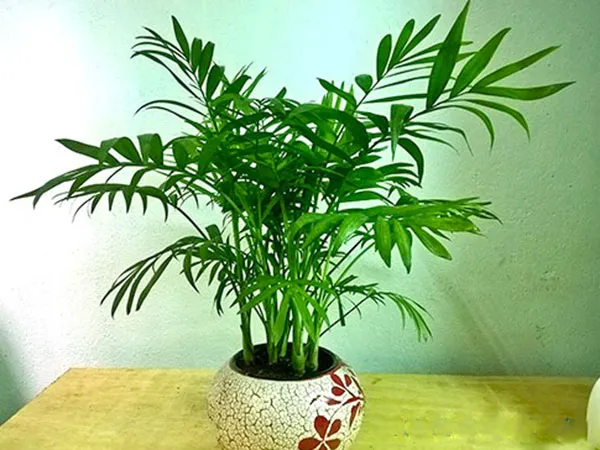 Cau tiểu trâm lá mảnh mai, giúp loại bỏ benzene, là loại cây cảnh trong 7 loại cây nên trồng trong nhà