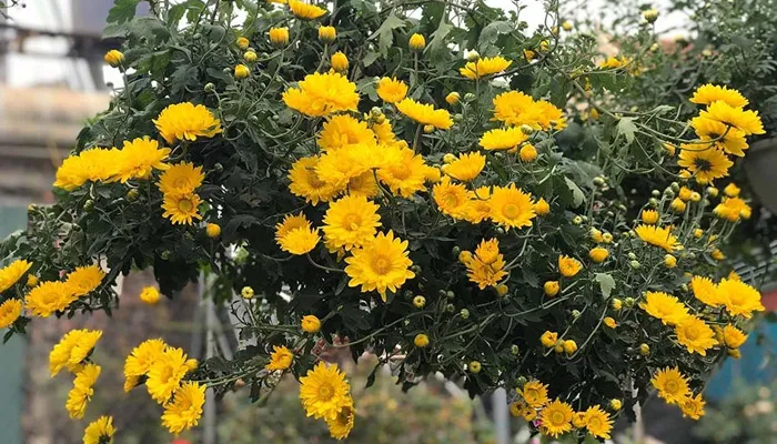 Cấu trúc đất trồng và hướng dẫn cách trồng hoa cúc chi vàng chuyên nghiệp