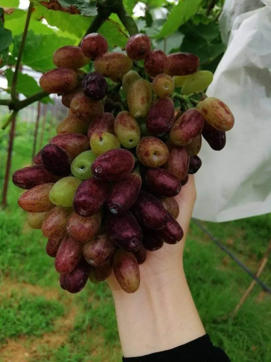 Cấu trúc giàn lưới thông thoáng, một phần thiết yếu trong quy trình cách chăm sóc cây nho để tối ưu hóa ánh sáng.