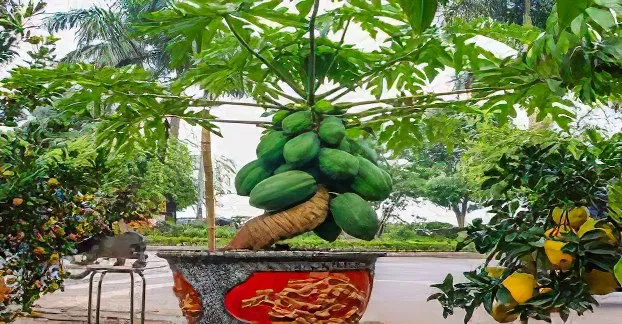 Cây ăn quả non đang phát triển mạnh mẽ trong chậu, đặt dưới ánh nắng tự nhiên.