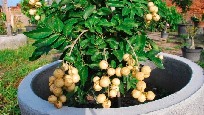 Cây ăn quả trông trong chậu