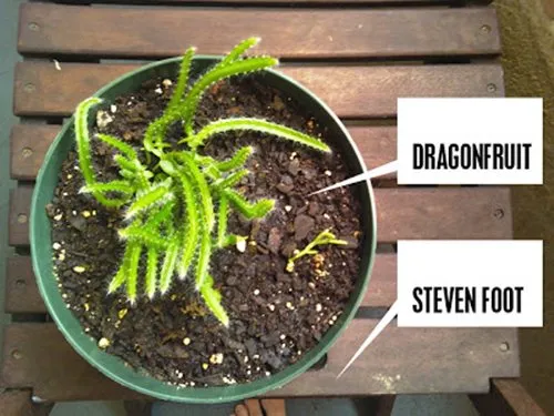 Cây ăn quả từ hạt thanh long nảy mầm sau vài ngày