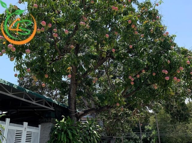 Nên Trồng Cây Ăn Quả Gì Trước Nhà Để Hợp Phong Thủy Và Thu Hút Tài Lộc