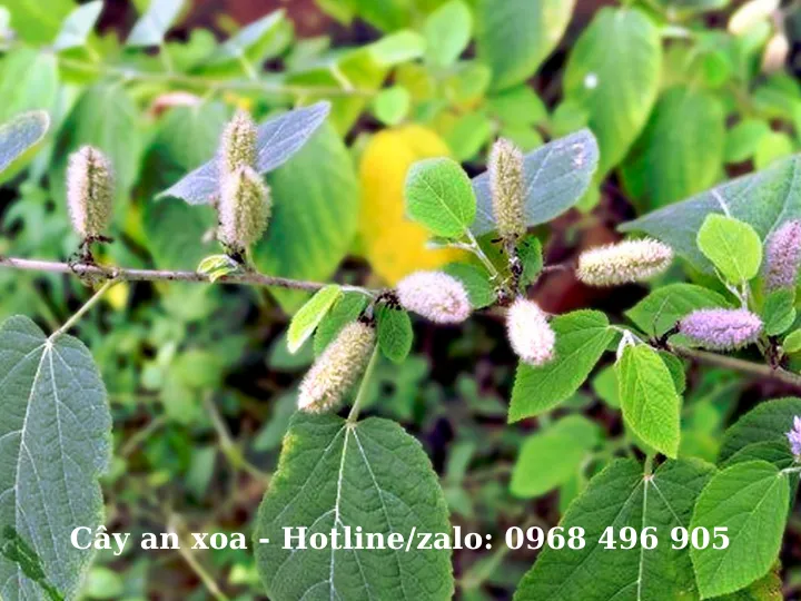 Cây an xoa có tác dụng phòng ngừa và hỗ trợ điều trị các bệnh lý về Gan vô cùng hiệu quả