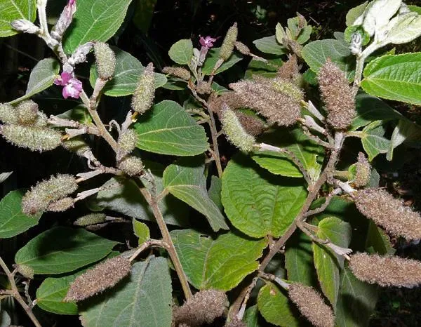 Cây an xoa ưa sống thành bụi ở những nơi ẩm ướt, được sử dụng đầu tiên bởi người Campuchia.