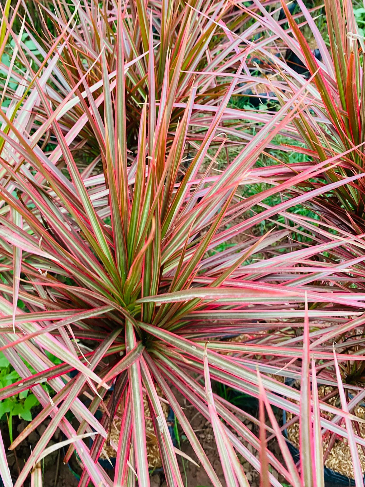 Cây ánh dương nổi bật với sắc lá đỏ hồng rực rỡ