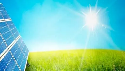 Cây ánh dương thích hợp với những nơi có ánh nắng vừa phải và không quá gắt