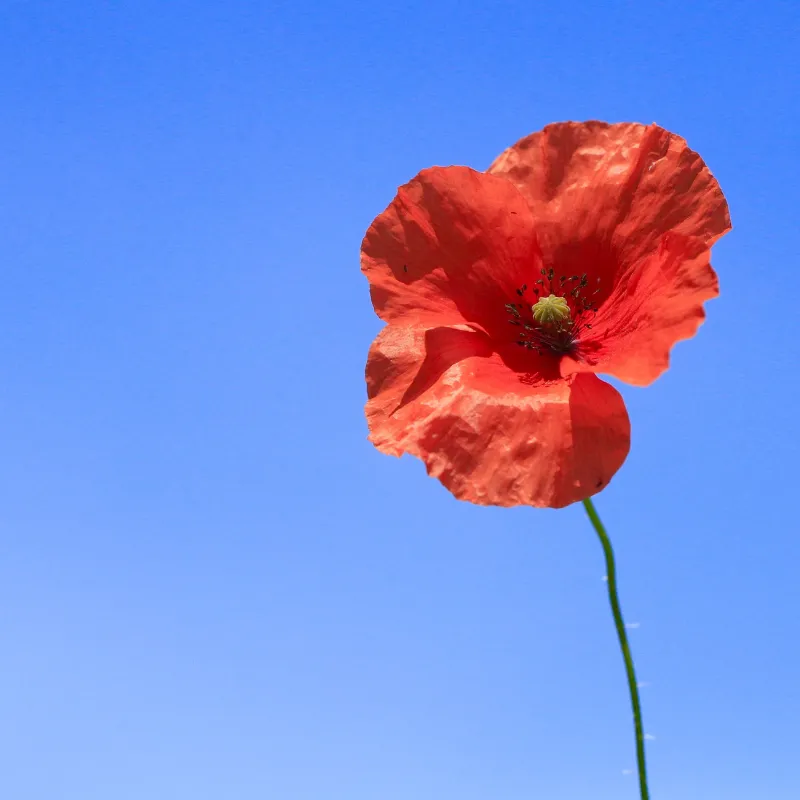 Cây Anh túc: Vẻ đẹp kỳ diệu và sức sống mãnh liệt của thiên nhiên