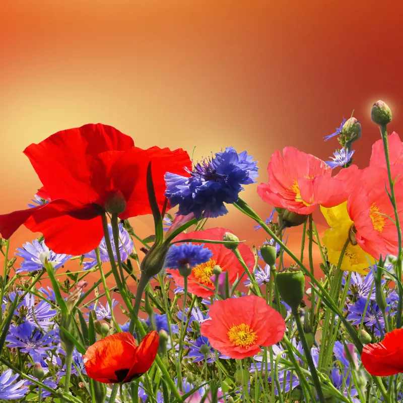 Cây Anh túc: Vẻ đẹp thanh lịch và sự gợi cảm của thiên nhiên