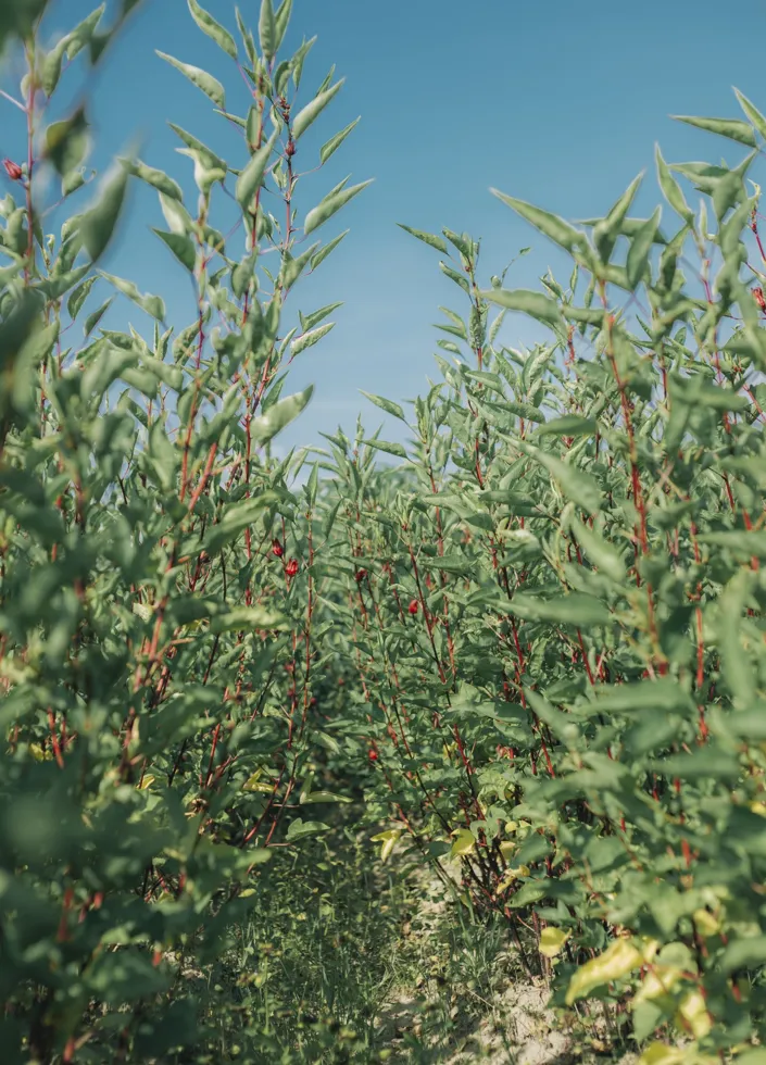 Cây atiso đỏ (bụp giấm) đang phát triển trên đồng ruộng