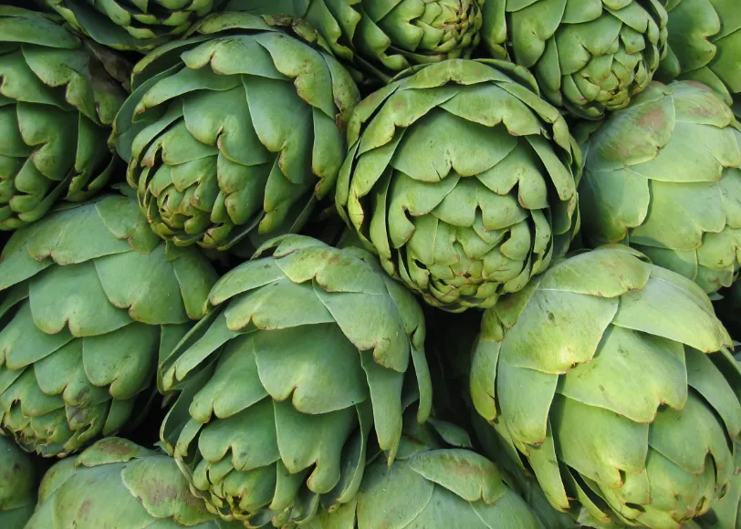 Cây atiso xanh đang ra hoa tại vườn