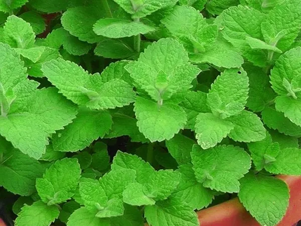 Cây Bạc Hà khỏe mạnh, lá xanh tươi đang được trồng trong chậu