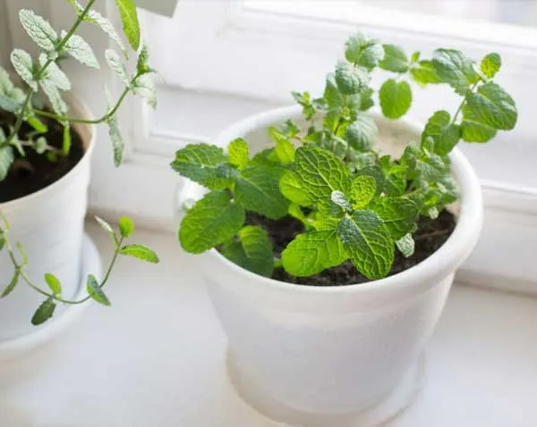 Cây Bạc Hà (Mentha) tươi tốt, lá xanh mơn mởn, giúp khử mùi và đuổi côn trùng hiệu quả trong phòng tắm.