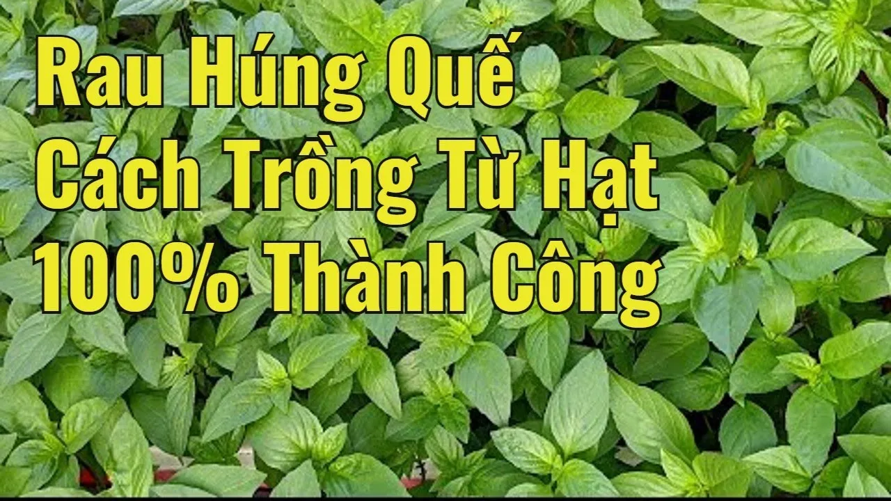 Cây bạc hà non sau khi gieo hạt