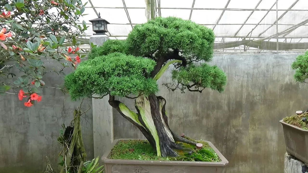 Cây bách bonsai thường được dùng trên các ngôi mộ, được cho là có nhiều âm khí và không nên để trong nhà