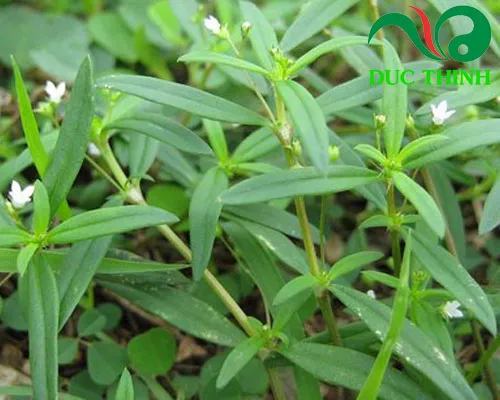 Cây bạch hoa xà thiệt thảo, dược liệu quý trong Đông y, trồng tại vườn nhà