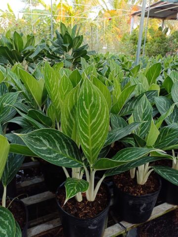 Có Nên Trồng Cây Bạch Mã Hoàng Tử Trong Nhà: Hướng Dẫn Chi Tiết Chuyên Gia