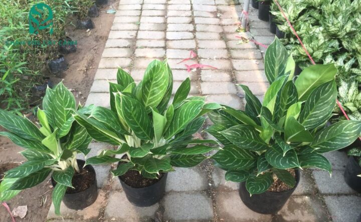 Cây Bạch Mã Hoàng Tử Cách Chăm Sóc: Kỹ Thuật Trồng Và Duy Trì Cây Luôn Xanh Tươi