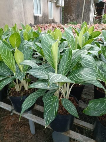 Có Nên Trồng Cây Bạch Mã Hoàng Tử Trong Nhà: Hướng Dẫn Chi Tiết Chuyên Gia