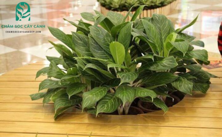 Cây Bạch Mã Hoàng Tử Cách Chăm Sóc: Kỹ Thuật Trồng Và Duy Trì Cây Luôn Xanh Tươi