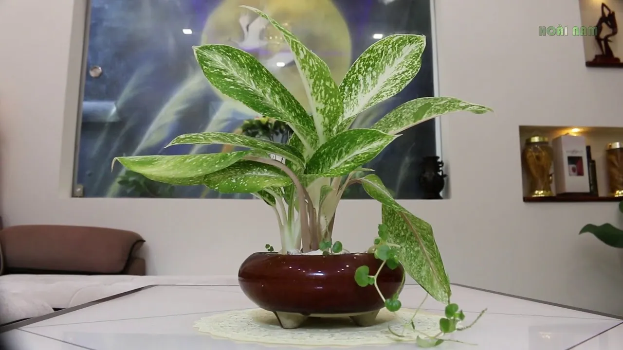 Cây Bạch Mã Hoàng Tử có thân màu trắng và lá xanh nhạt, mang lại may mắn và sự thăng tiến