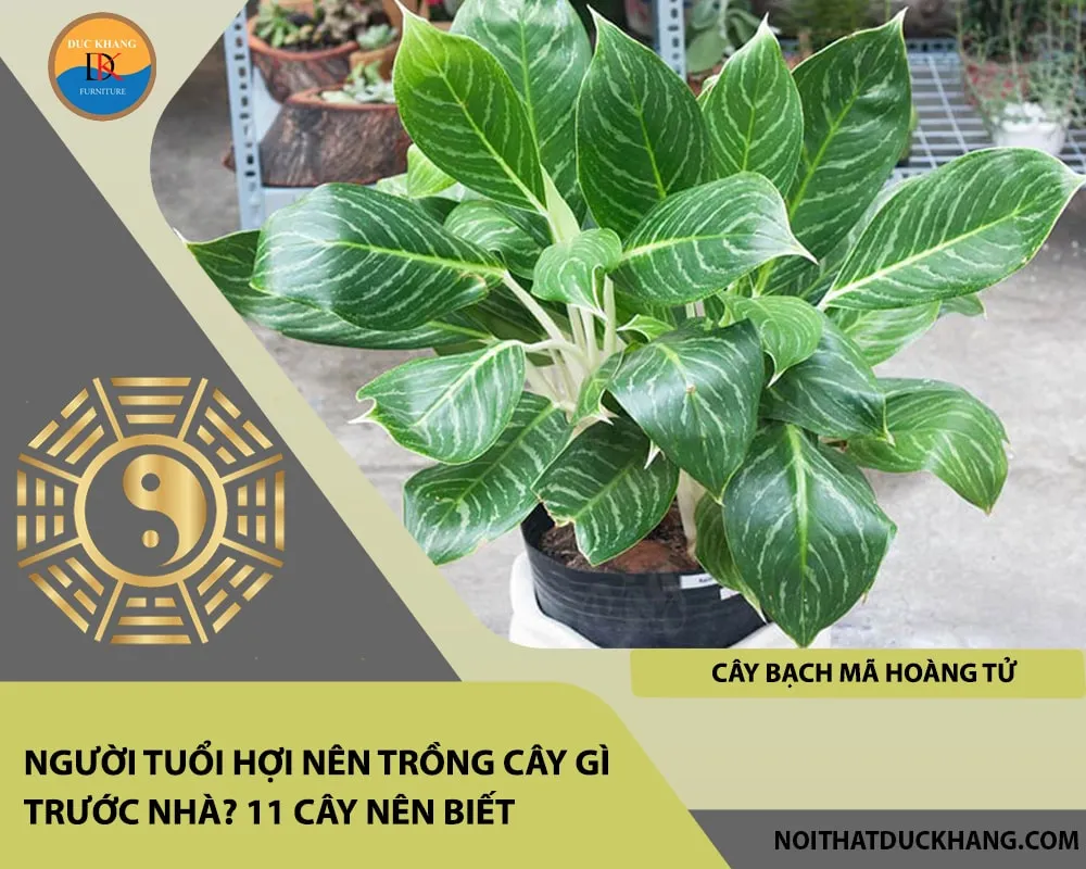 Cây Bạch Mã Hoàng Tử có thân trắng muốt và lá xanh pha trắng, hợp với người mệnh Kim và Thủy