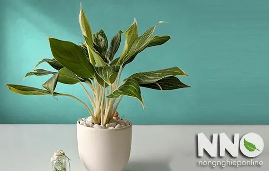 Cây Bạch Mã Hoàng Tử đặt trong chậu trắng, nổi bật vẻ đẹp thanh lịch