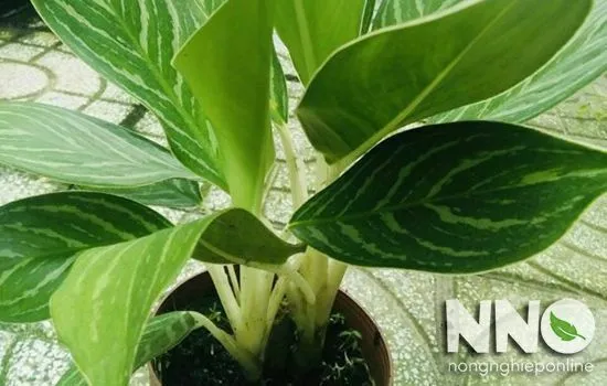 Cây Bạch Mã Hoàng Tử được bố trí trên kệ trang trí phòng khách, nơi có ánh sáng gián tiếp