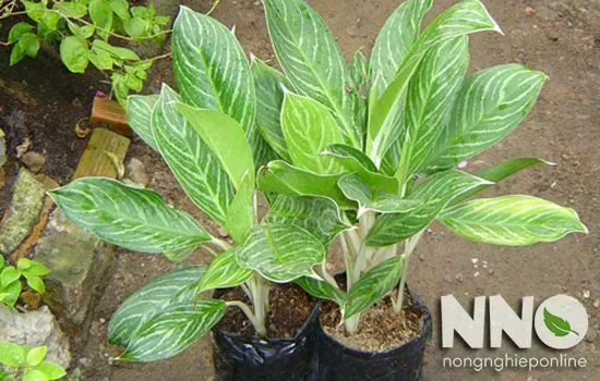 Cây Bạch Mã Hoàng Tử được đặt trong chậu cảnh, làm đẹp không gian nội thất