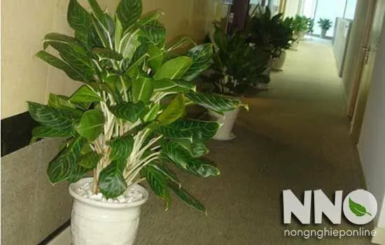 Cây Bạch Mã Hoàng Tử được tưới nước và đặt ở nơi thoáng mát