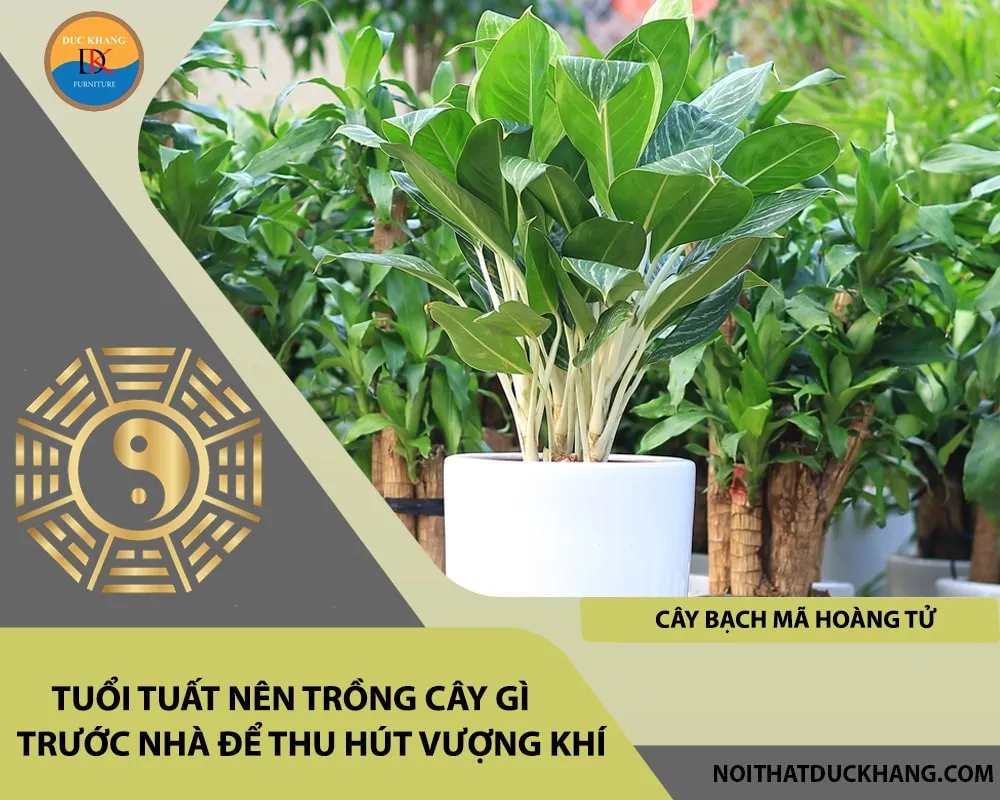 Cây bạch mã hoàng tử lá trắng, biểu tượng cho sự quý phái và là lựa chọn tốt nhất cho tuổi Tuất nên trồng cây gì.