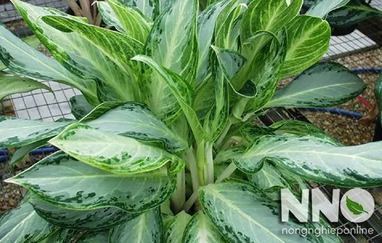 Cây Bạch Mã Hoàng Tử với tán lá rậm rạp, đặt cạnh cửa sổ để tận dụng ánh sáng gián tiếp