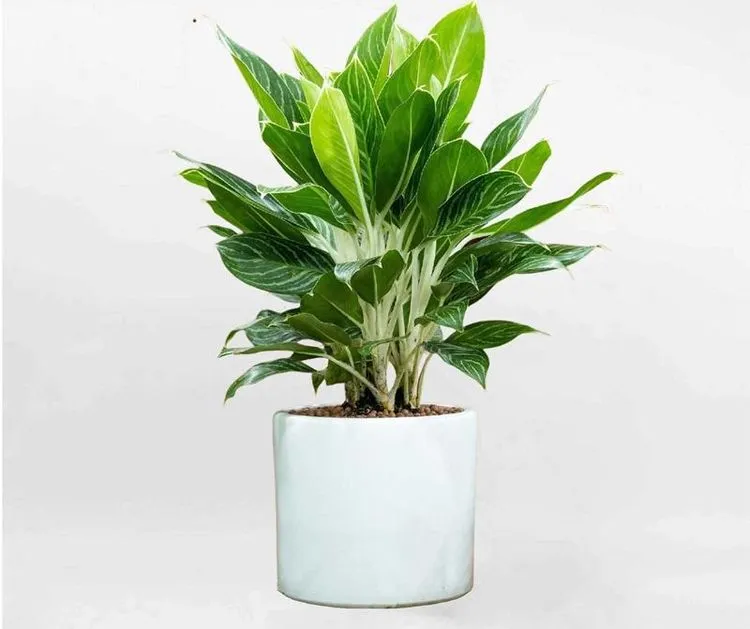 Cây Bạch Mã Hoàng Tử với thân trắng đặc trưng, biểu tượng cho quyền uy và sự thịnh vượng của người mệnh Kim