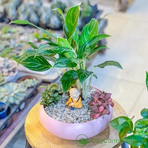 Cách Trồng Cây Bạch Mã Hoàng Tử Trong Nước Đúng Kỹ Thuật Chuyên Gia