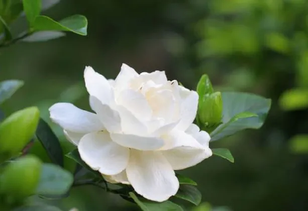 Cây Bạch Thiên Hương được trồng và chăm sóc kỹ lưỡng, nổi bật trong vườn cảnh, kỹ thuật chăm sóc hoa bạch thiên hương