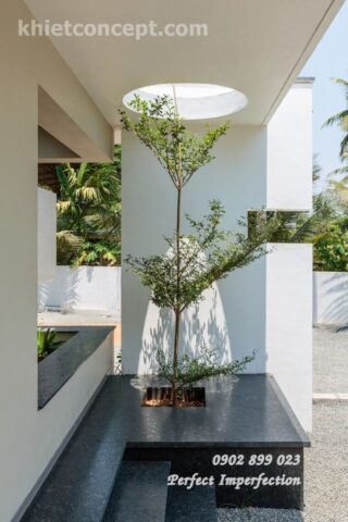 Có Nên Trồng Cây Bàng Đài Loan Trước Nhà: Phân Tích Toàn Diện Về Phong Thủy Và Kỹ Thuật