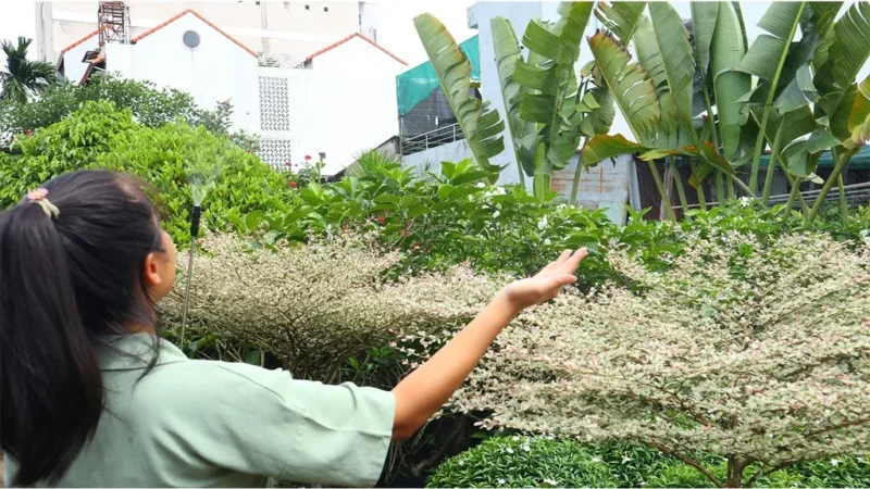 cách trồng cây bàng đài loan: Kỹ Thuật Trồng Và Chăm Sóc Toàn Diện