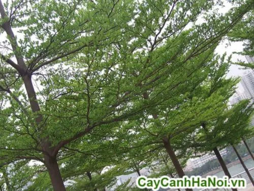 Cây Bàng Đài Loan khi trồng xen kẽ với các loại cây khác tạo nên sự đa dạng cho cảnh quan đô thị.