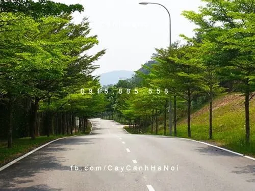 Cây Bàng Đài Loan là một trong những loại cây cảnh quan đô thị được ưa chuộng nhất nhờ vào dáng thẳng và tán lá đẹp.